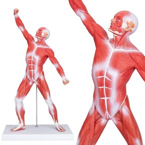 LVCHEN Human Muscles Anatomy Model - Miniature Superficial Anatomical Muscular Movement System Model Mini 1/4 Life Size Study Tool for Education Teaching Doctor's Office Classroom School