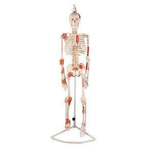 Human Skeleton Model, 34" Half Life Size Skeleton Replica with Spinal Nerves, Muscle Insertion and Origin Points, Includes Joint Ligaments for Human Anatomy Study, Hanging Style