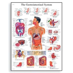 3B Scientific VR1422L Glossy Laminated Paper The Gastrointestinal System Anatomical Chart, Poster Size 20" Width x 26" Height