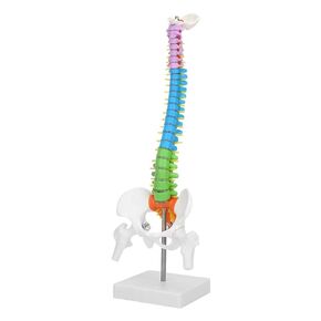 17.7inch Human Flexible Spine Model, Life Size Flexible Anatomical Human Skeleton Spine Model with Pelvis Femur, Anatomical Model with Nerve for Mediciine Exhibitions Art Sketches