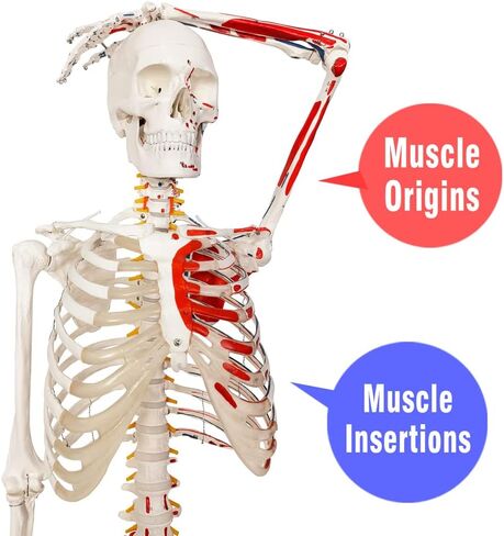 نموذج الهيكل العظمي البشري الجديد لعام 2024، نسخة طبق الأصل من الهيكل العظمي التشريحي الطبي بالحجم الطبيعي مع الأعصاب الشوكية، وإدخال العضلات ونقاط الأصل، يتضمن حاملًا متدحرجًا، للأطباء والطلاب in Kuwait