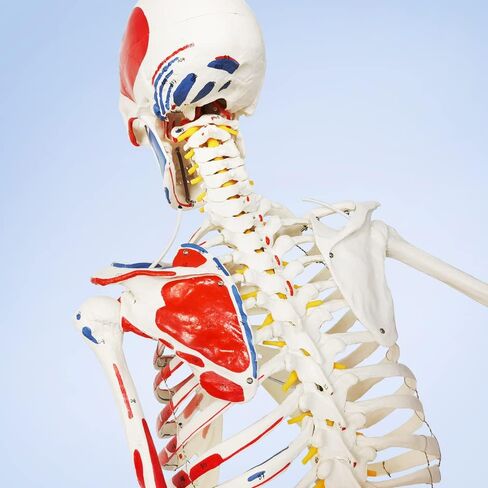 نموذج الهيكل العظمي البشري الجديد لعام 2024، نسخة طبق الأصل من الهيكل العظمي التشريحي الطبي بالحجم الطبيعي مع الأعصاب الشوكية، وإدخال العضلات ونقاط الأصل، يتضمن حاملًا متدحرجًا، للأطباء والطلاب in Kuwait