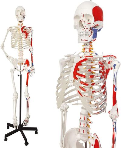 نموذج الهيكل العظمي البشري الجديد لعام 2024، نسخة طبق الأصل من الهيكل العظمي التشريحي الطبي بالحجم الطبيعي مع الأعصاب الشوكية، وإدخال العضلات ونقاط الأصل، يتضمن حاملًا متدحرجًا، للأطباء والطلاب in Kuwait