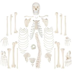 Wellden Medical Full Disarticulated Skeleton, Human Anatomical, Life-Size, 170cm