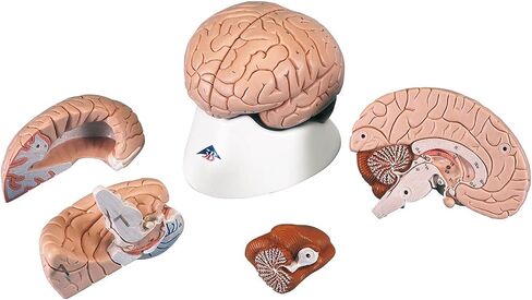 American 3B SCIENTIFIC C16 Brain Model, 4 Part, 14 cm L x 14 cm W x 17.5 cm H in Saudi Arabia
