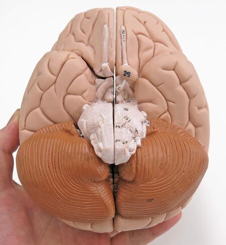 American 3B SCIENTIFIC C16 Brain Model, 4 Part, 14 cm L x 14 cm W x 17.5 cm H in Saudi Arabia