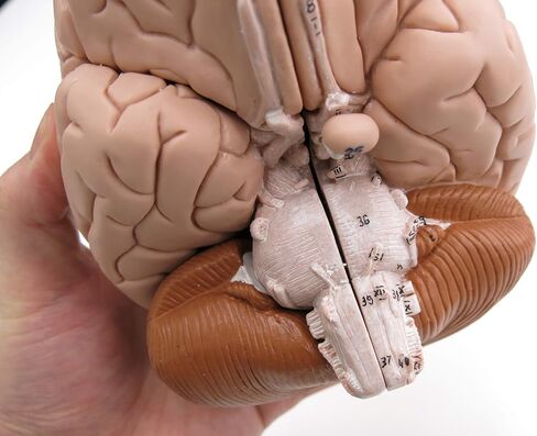 American 3B SCIENTIFIC C16 Brain Model, 4 Part, 14 cm L x 14 cm W x 17.5 cm H in Saudi Arabia