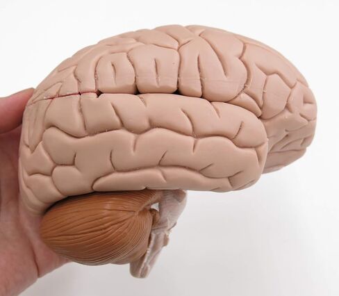 American 3B SCIENTIFIC C16 Brain Model, 4 Part, 14 cm L x 14 cm W x 17.5 cm H in Saudi Arabia