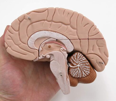 American 3B SCIENTIFIC C16 Brain Model, 4 Part, 14 cm L x 14 cm W x 17.5 cm H in Saudi Arabia
