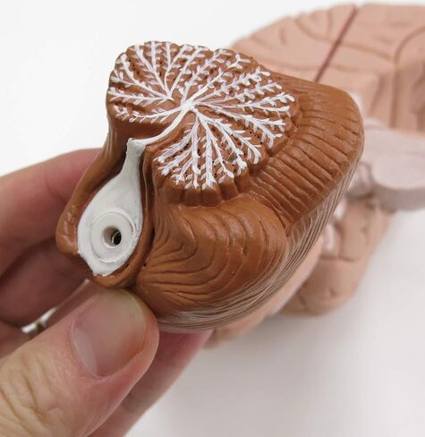 American 3B SCIENTIFIC C16 Brain Model, 4 Part, 14 cm L x 14 cm W x 17.5 cm H in Saudi Arabia