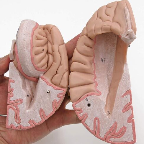 American 3B SCIENTIFIC C16 Brain Model, 4 Part, 14 cm L x 14 cm W x 17.5 cm H in Saudi Arabia