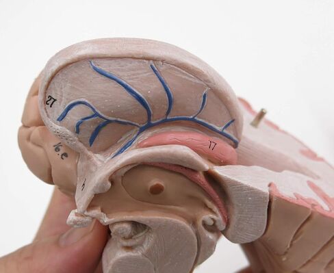 American 3B SCIENTIFIC C16 Brain Model, 4 Part, 14 cm L x 14 cm W x 17.5 cm H in Saudi Arabia