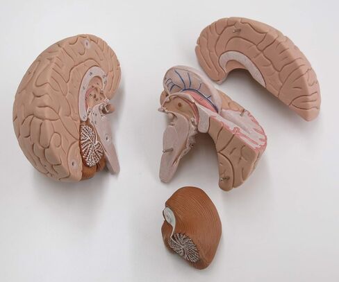American 3B SCIENTIFIC C16 Brain Model, 4 Part, 14 cm L x 14 cm W x 17.5 cm H in Saudi Arabia