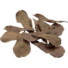 Fluval Betta Tropical Almond Leaves Aquarium Decor, 10-Pack