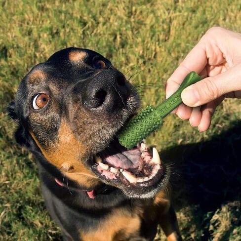 Nylabone Nutri Dent Dog Dental Chews - Natural Dog Teeth Cleaning & Breath Freshener - Dental Treats for Dogs - Filet Mignon Flavor, X-Large (1 Count) in Saudi Arabia
