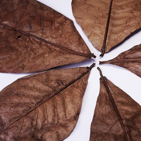 Premium Indian Almond Leaves – Water Conditioner, Benefits with Fish Fin Color Enhancement, Effective Breeding of Betta Fish & Shrimp, 8-10 Inches, 50g (20+ Leaves/Pack) in Saudi Arabia