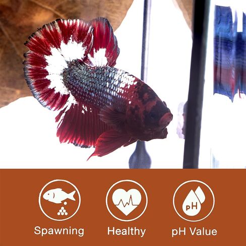 Premium Indian Almond Leaves – Water Conditioner, Benefits with Fish Fin Color Enhancement, Effective Breeding of Betta Fish & Shrimp, 8-10 Inches, 50g (20+ Leaves/Pack) in Saudi Arabia