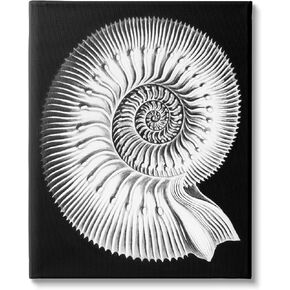 Stupell Industries Spiral Sea Life Beach Shell Modern Fractal, Design by Graffitee Studios