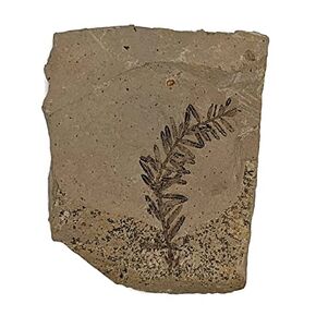 Genuine Fossilized Leaf from The Metasequoia Tree (Dawn Redwood)