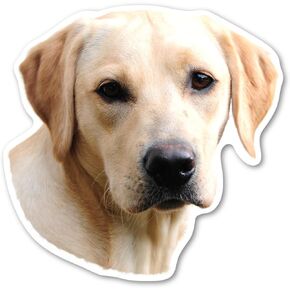 (Yellow) Labrador Retriever Dog Magnet by Magnet America is 4.875" x 4.875" Made for Vehicles and Refrigerators