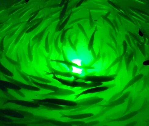 Underwater Fish Light Classic Starter Package: Includes 175W Single Light with 50’ of Marine Grade Wire, Guaranteed to Attract Fish, Includes Mounting Plaque + 20' Wire Protection in Saudi Arabia