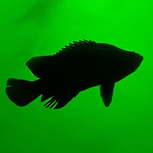 Underwater Fish Light Classic Starter Package: Includes 175W Single Light with 50’ of Marine Grade Wire, Guaranteed to Attract Fish, Includes Mounting Plaque + 20' Wire Protection in Saudi Arabia