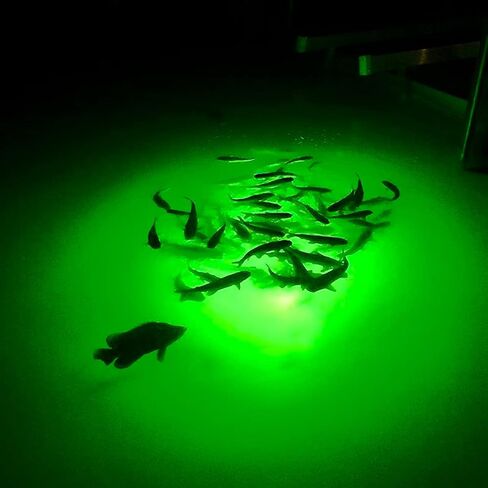 Underwater Fish Light Classic Starter Package: Includes 175W Single Light with 50’ of Marine Grade Wire, Guaranteed to Attract Fish, Includes Mounting Plaque + 20' Wire Protection in Saudi Arabia