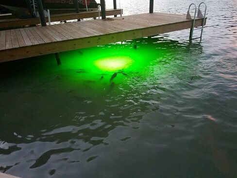 Underwater Fish Light Classic Starter Package: Includes 175W Single Light with 50’ of Marine Grade Wire, Guaranteed to Attract Fish, Includes Mounting Plaque + 20' Wire Protection in Saudi Arabia