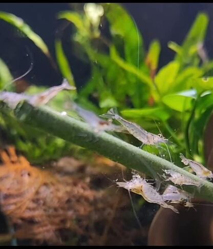 Shrimptastic Aquatics, Shrimp Nano-Lolly Combo Pack, 15 Pack Cherry Shrimp Food Neocardinia in Saudi Arabia