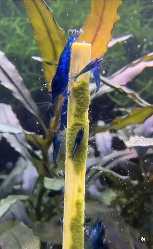 Shrimptastic Aquatics, Shrimp Nano-Lolly Combo Pack, 15 Pack Cherry Shrimp Food Neocardinia in Saudi Arabia