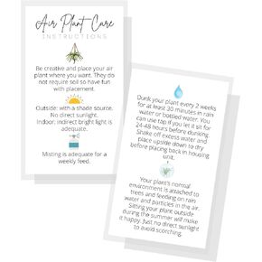 Air Plant Care General Instructions Card | 50 Pack | 2x3.5" in Business Card | Air Plant Care | Plant Care Guide for House Sitter, Neighbor, Friend | White Card with Colored Icons
