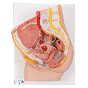 3B Scientific H10 Female Pelvis 2 part - 3B Smart Anatomy