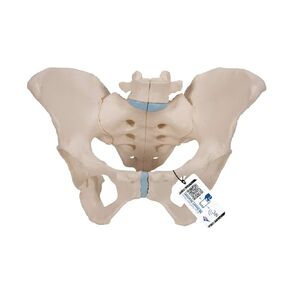 3B Scientific H20/4 Female Pelvis w/ Ligaments 6 Part - 3B Smart Anatomy