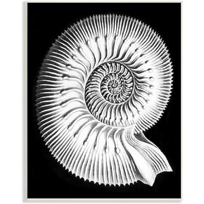 Stupell Industries Spiral Sea Life Beach Shell Modern Fractal, Design by Graffitee Studios