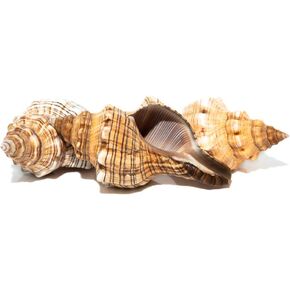 Striped Fox Sea Shell | 3 Striped Fox Conch Sea Shells | 3"-4" Collector Shell |3 piece Set for Display or Decor | Plus Free Nautical Ebook by Joseph Rains
