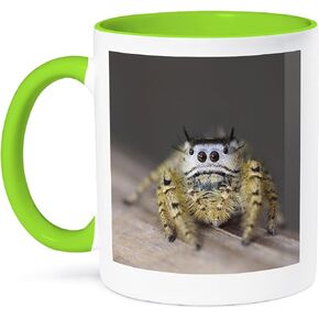 3dRose Jumping Spider, New Braunfels, Hill Country Texas-NA02 RNU0169-Rolf Nussbaumer Two Tone Mug, 11 oz, Black/White