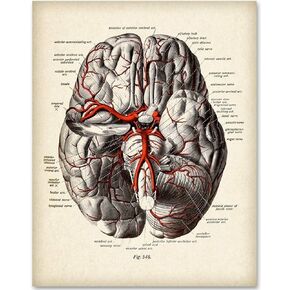 Brain Diagram With Veins - 11x14 Unframed Brain Art Medical Posters Print - Brain Anatomy Poster Makes a Great Gift For Nurse's Day, Doctors and Medical Students