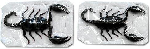 2 Real Giant Scorpion Specimen Mounted Dead Skull Moth Gothic Entomology Dried Insect Bug Butterfly Taxidermy Oddity Artwork SCOR-02 in Saudi Arabia