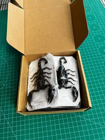 2 Real Giant Scorpion Specimen Mounted Dead Skull Moth Gothic Entomology Dried Insect Bug Butterfly Taxidermy Oddity Artwork SCOR-02 in Saudi Arabia