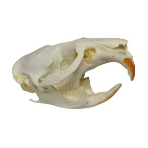 Taxidermy Real Animals Skulls, Real Bones Specimen, Taxidermy Supplies for Science Education, Christmas Gifts，Special Gift (Snake Skeleton)