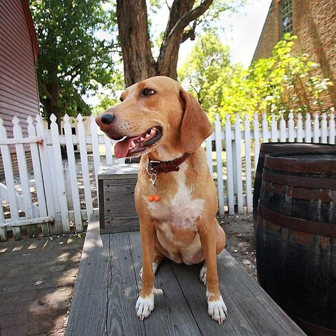 أجراس طوق القطط من rypet (24 حزمة)، أقوى وأعلى أجراس طوق الكلب، دلايات ساحرة لتدريب الجرس على طوق قلادة للكلاب والقطط الأليفة in Kuwait