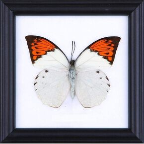 The Great Orange-tip Butterfly (Hebomoia glaucippe) | Framed Beautiful Butterfly Wall Decor | Unique Taxidermy Collectables | 4.75 x 4.75 in.