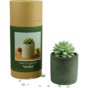 Succulent Gypsum Ceramic Fragrance Diffuser Vase Set Sweet Orange Cedar 100ml