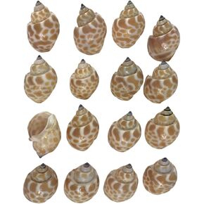 MMvloesy 10Pc Tiger Clam Sea Shells for DIY Hermit Crab House Home Decor 2"~ 3" Inch