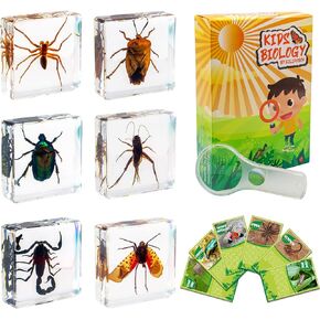 6 PCS Insect Specimen Set, Spider/Scorpion/Cricket/Flower Chafers/Stink Bug/Spotted Lanternfly Resin Collection Science Toys