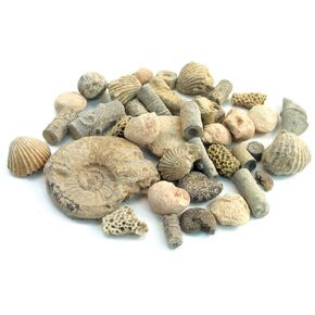 Fossil Sorting Kit 2 lbs