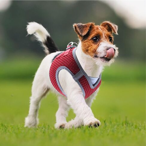 KRUZ PET KZA308-14S حزام عاكس للضوء على شكل حرف V للكلاب - بدون سحب، ملاءمة سريعة، مريح، حزام فيلكرو قابل للتعديل للحيوانات الأليفة للمشي والتدريب - كلاب صغيرة ومتوسطة - أحمر، صغير in Kuwait