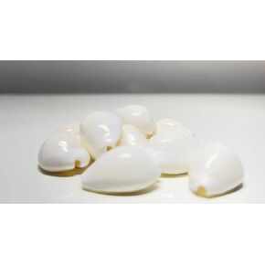 Lakshmi Safed/White Kawri | Kodi White | Cowrie Sea Shell | Kodi Shells for Laxmi Puja, Diwali Puja (Large) (Pack of 11 Pieces) - Pack of 1