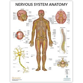 Anatomy Lab Human Nervous System Poster, LAMINATED, Anatomy and Physiology Body System Poster, 17.3 x 22.5 Inches, Nervous System Anatomy Poster, Body System Anatomy