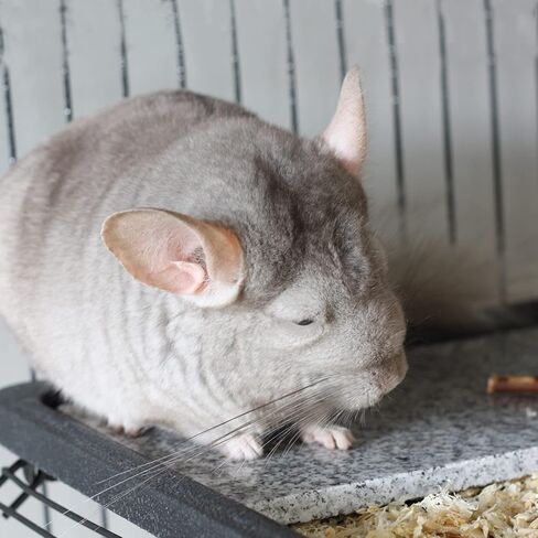 Chinchilla Cooling Stone Durable Cool Down Easy Clean in Hot Summer for Rabbit Hamster Guinea Pig Chinchilla Kitten Small Animals Spots of Grey in Saudi Arabia